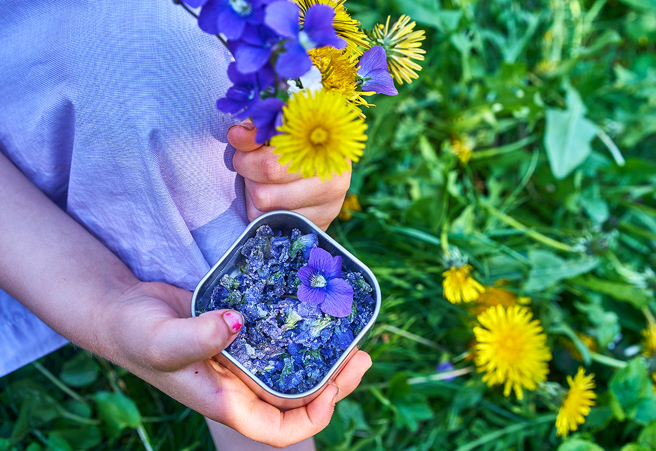 Embrace the Wild Violets in Your Lawn